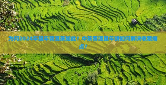 为何2024年鼠年普洱茶如此？中茶普洱鼠年饼如何解决收藏痛点？