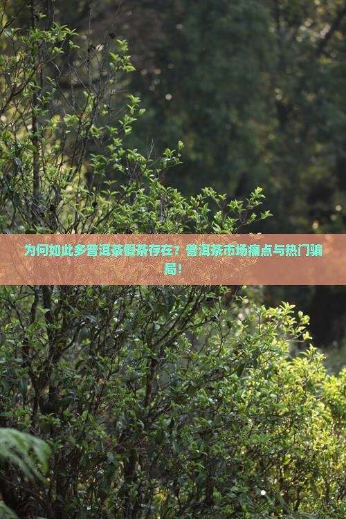 为何如此多普洱茶假茶存在？普洱茶市场痛点与热门骗局！
