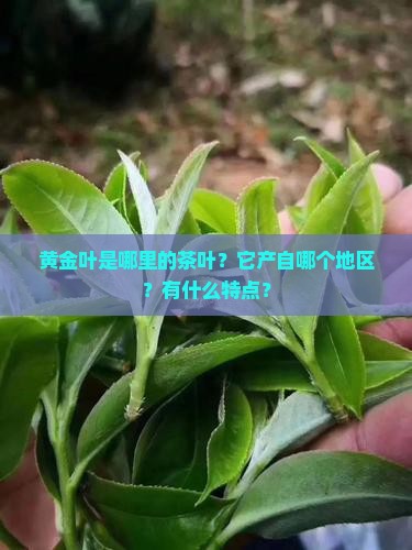 黄金叶是哪里的茶叶？它产自哪个地区？有什么特点？