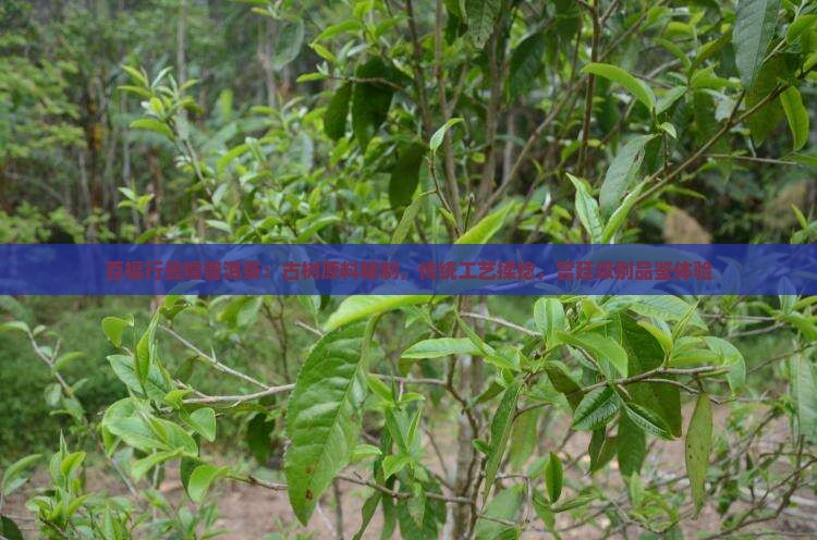 百福行曼糯普洱茶：古树原料精制，传统工艺揉捻，宫廷级别品鉴体验