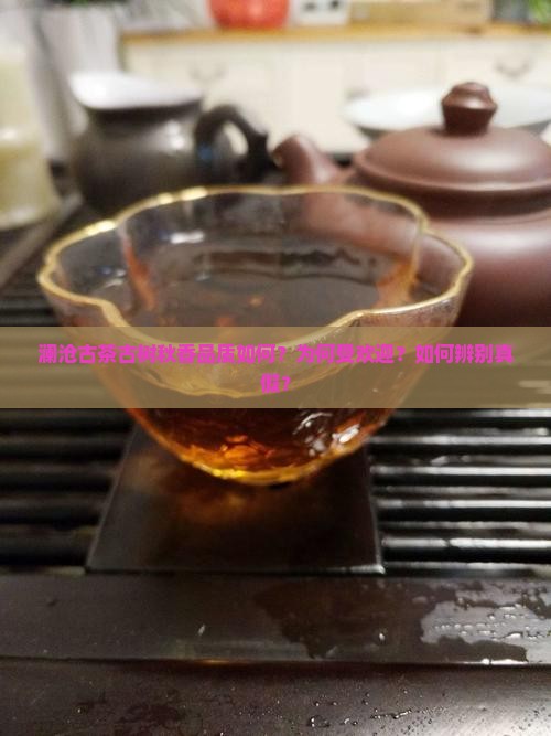 澜沧古茶古树秋香品质如何？为何受欢迎？如何辨别真假？