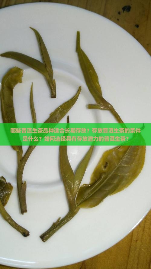哪些普洱生茶品种适合长期存放？存放普洱生茶的条件是什么？如何选择具有存放潜力的普洱生茶？