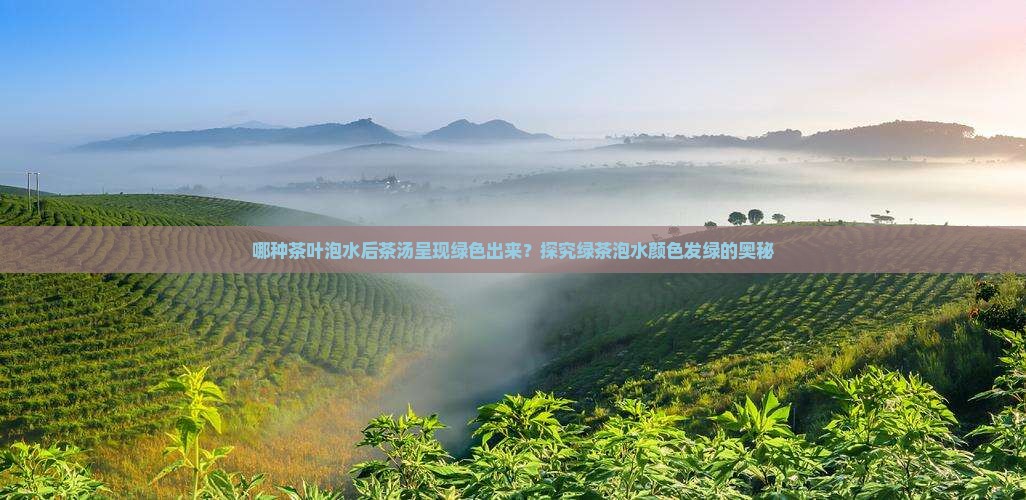 哪种茶叶泡水后茶汤呈现绿色出来？探究绿茶泡水颜色发绿的奥秘