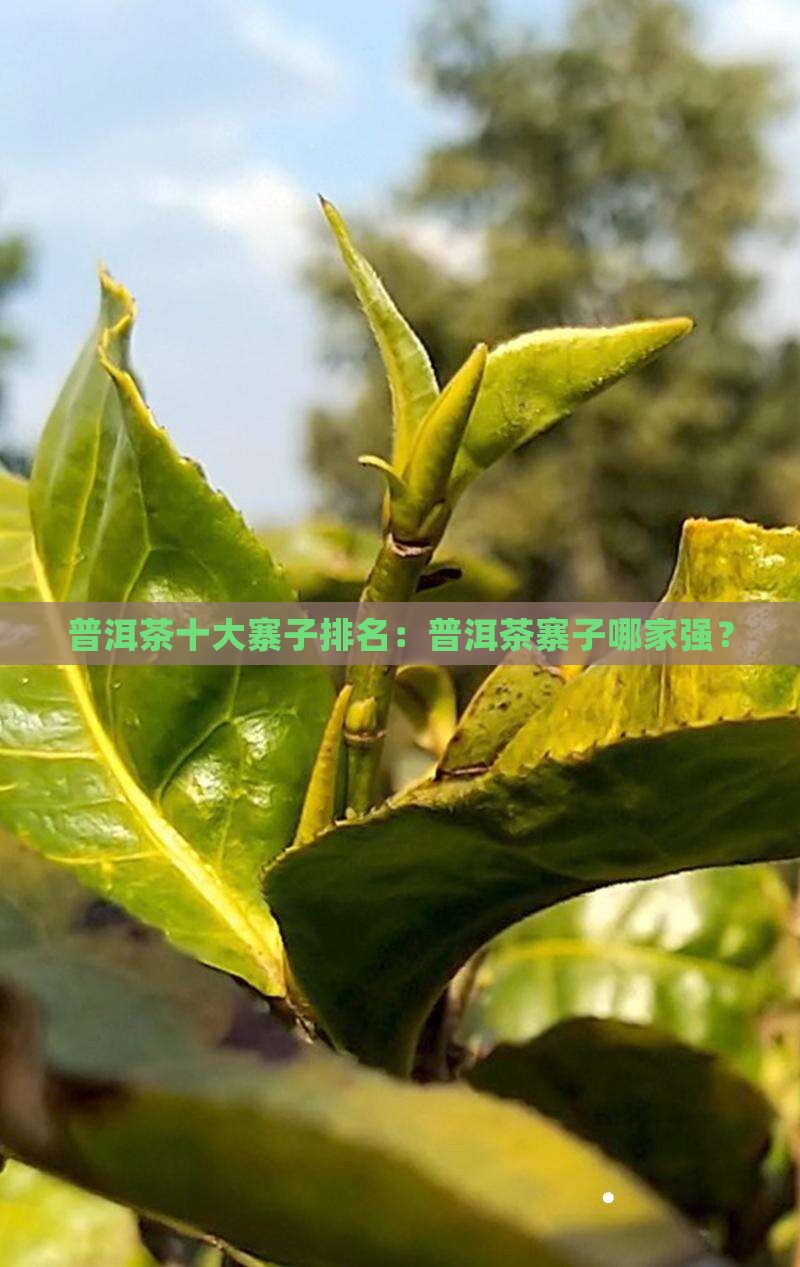 普洱茶十大寨子排名：普洱茶寨子哪家强？
