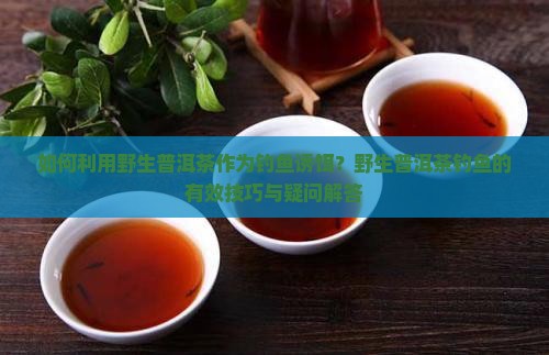 如何利用野生普洱茶作为钓鱼诱饵？野生普洱茶钓鱼的有效技巧与疑问解答