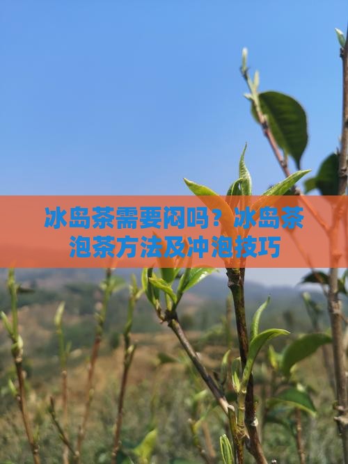 冰岛茶需要闷吗？冰岛茶泡茶方法及冲泡技巧