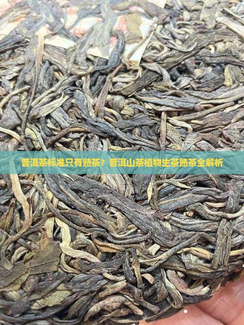 普洱茶标准只有熟茶？普洱山茶植物生茶熟茶全解析