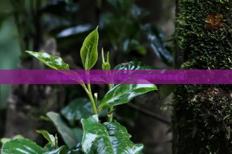 为何珍藏的普洱茶饼成了投资新宠？市场需求与收藏痛点！