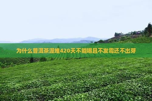为什么普洱茶渥堆420天不能喝且不发霉还不出芽
