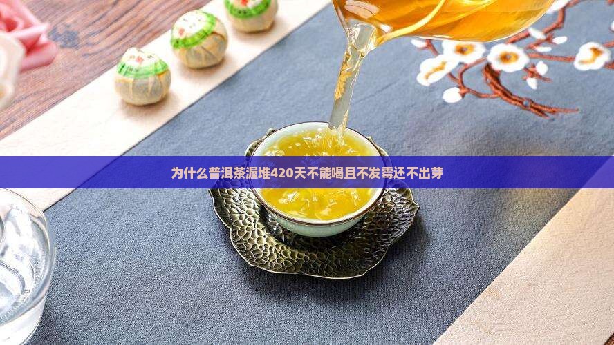 为什么普洱茶渥堆420天不能喝且不发霉还不出芽