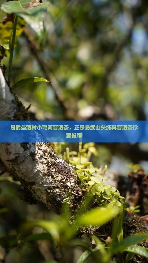 易武曼洒村小弯河普洱茶，正宗易武山头纯料普洱茶珍藏推荐