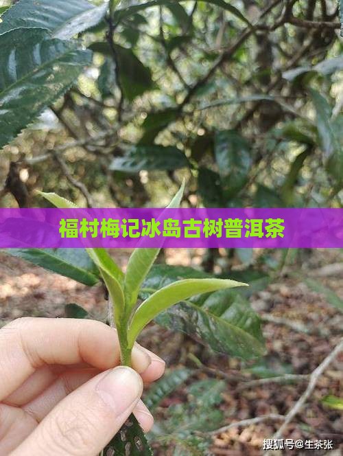 福村梅记冰岛古树普洱茶