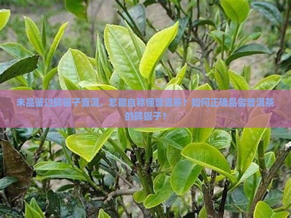 未品鉴过碎银子普洱，怎能自称懂普洱茶？如何正确品尝普洱茶的碎银子？