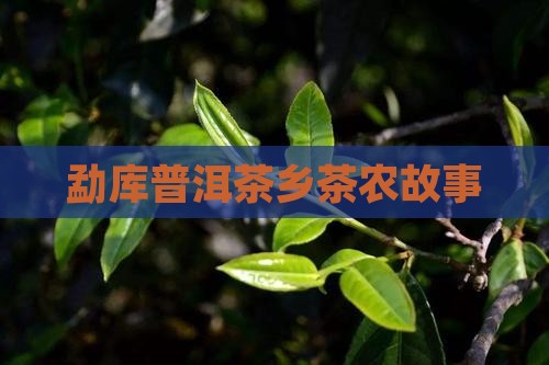 勐库普洱茶乡茶农故事