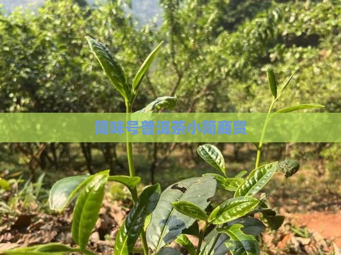 简味号普洱茶小简商贸