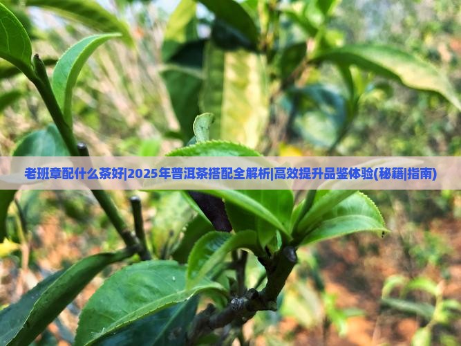 老班章配什么茶好