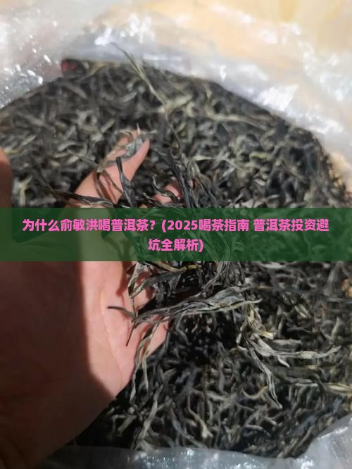 俞敏洪喝普洱茶