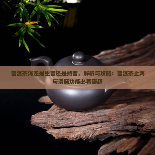普洱茶泻浊是生普还是熟普