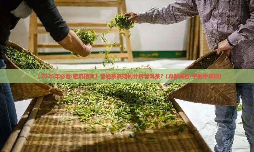分辨普洱茶的茶叶