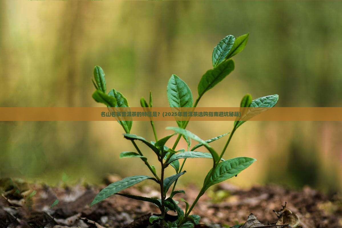 名山名寨普洱茶的特征是