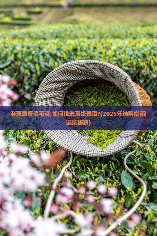 老班章普清毛茶