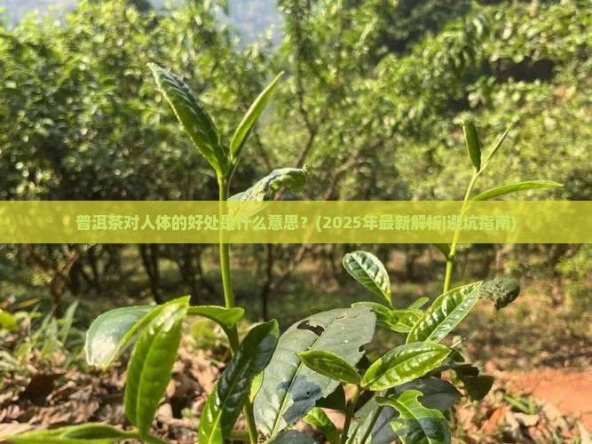 普洱茶对人体的好处是什么意思