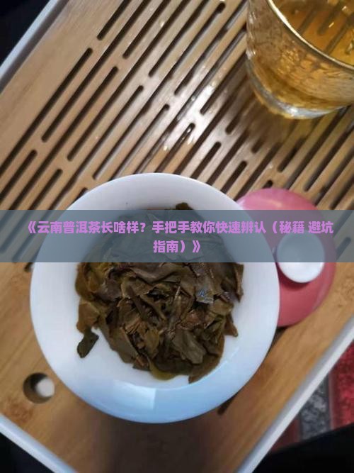 云南普洱茶外部特征