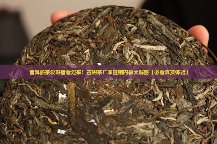 普洱茶熟古树茶厂家直销 普洱茶熟古树茶厂家直销