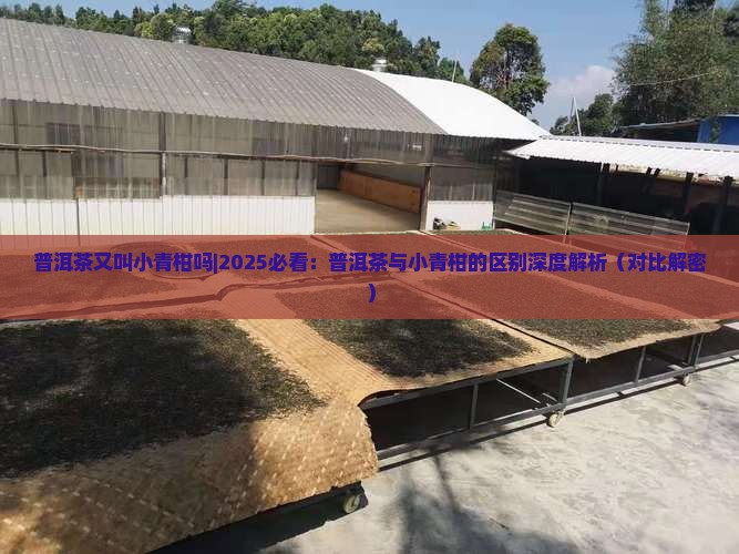 普洱茶又叫小青柑吗