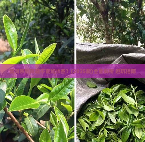 普洱茶要不要加水煮