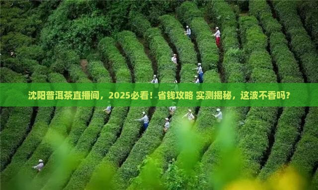 沈阳普洱茶的直播间