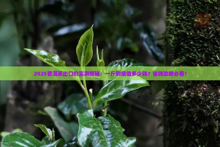 普洱茶出口多少钱一斤