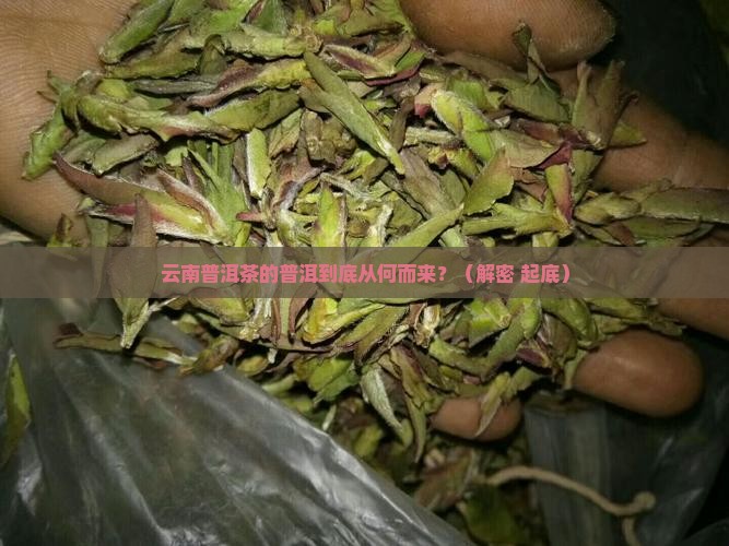 云南普洱茶中的普洱源于什么