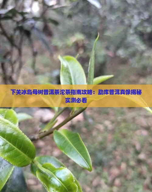2019下关冰岛母树圆茶