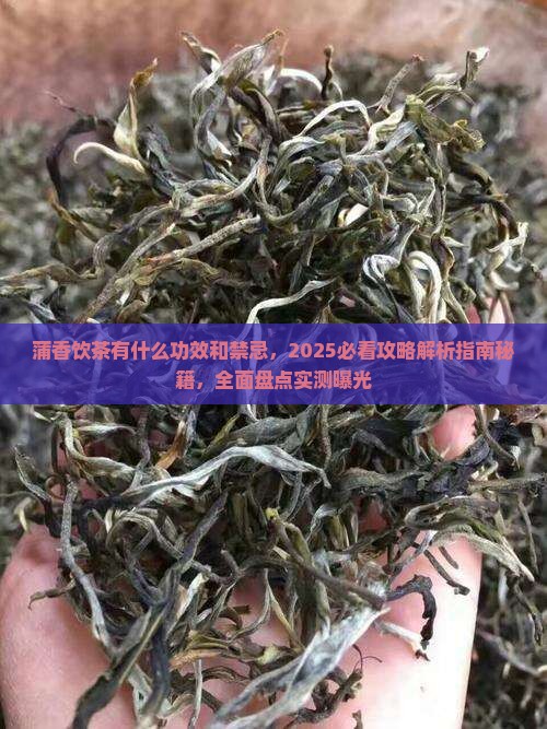 蒲香饮茶有什么功效和禁忌