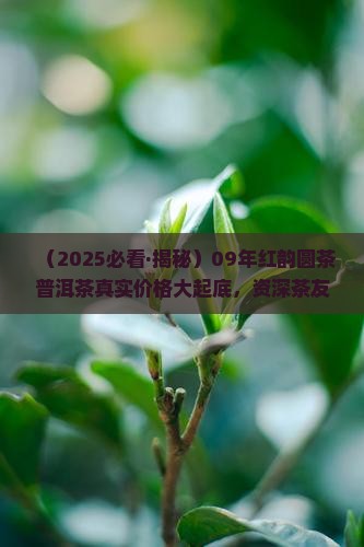 09年红韵圆茶普洱茶价格