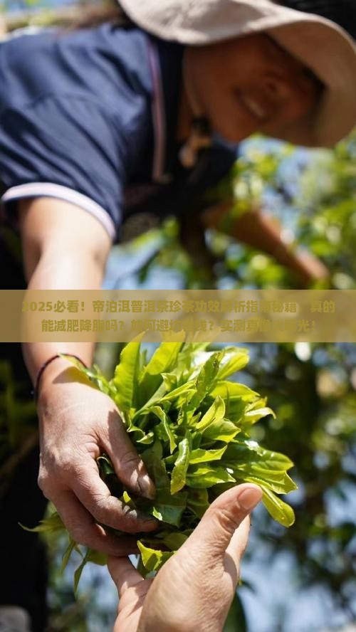 帝泊洱普洱茶珍茶功效