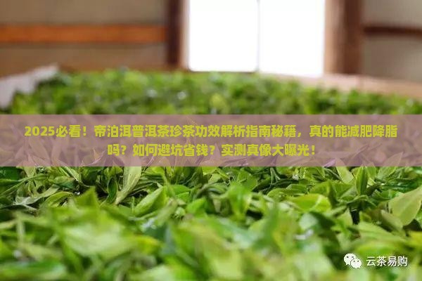 帝泊洱普洱茶珍茶功效