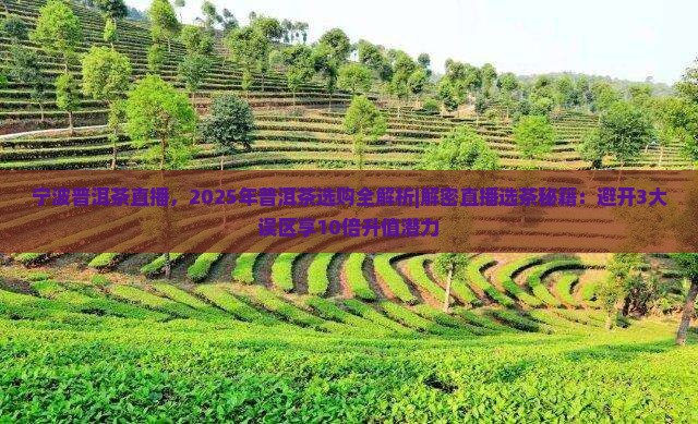 宁波普洱茶直播