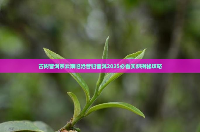 忙麓山古树普洱茶
