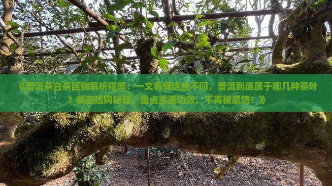 普洱茶是白茶么