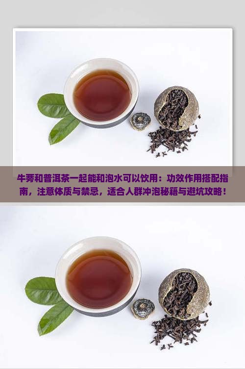 牛蒡根和普洱茶能一起泡吗