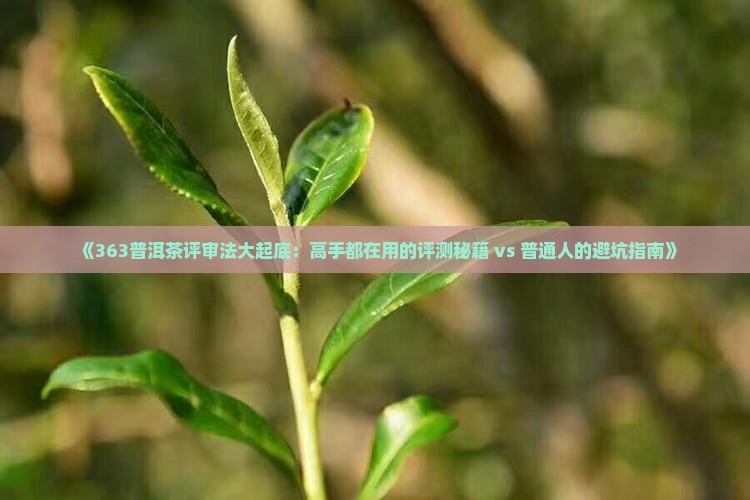 363普洱茶评审法