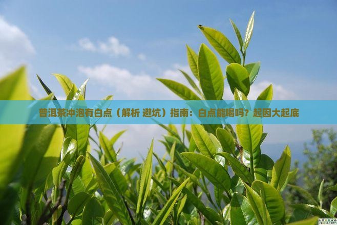 普洱茶冲泡有白点