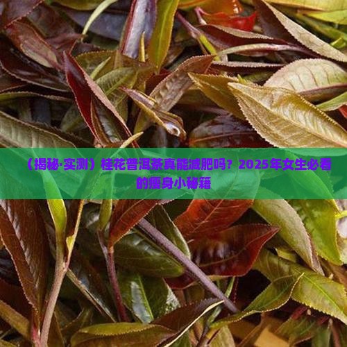 桂花普洱茶减肥嘛