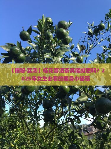 桂花普洱茶减肥嘛