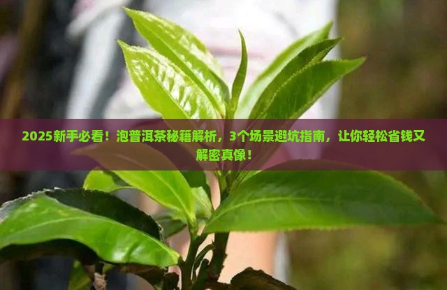 泡普洱茶的基本知识