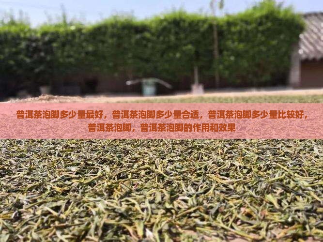 普洱茶泡脚多少量