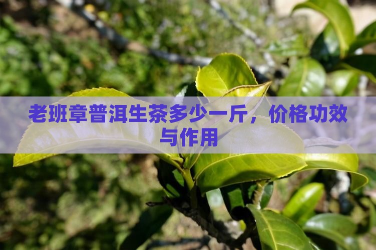 老班章普洱生茶多少一斤 老班章普洱生茶多少一斤