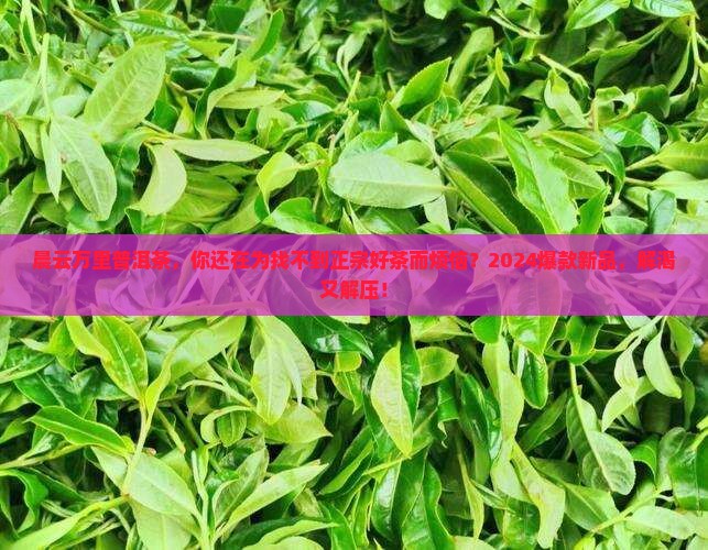 晨云万里普洱茶